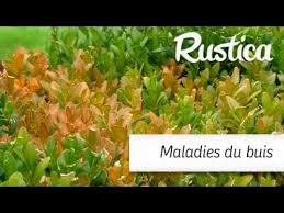 Le buis est un arbuste au feuillage persistant idéal pour la création de haies vives. Comment Soigner Les Buis Youtube