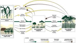 We did not find results for: What Is Secondary About Secondary Tropical Forest Rethinking Forest Landscapes Springerlink