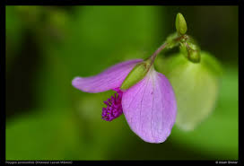 Image result for Polygala persicariifolia