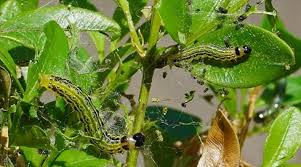 Image result for caterpillar box tree moth inside buxus plant