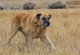Yoruk Shepherd Dog Turkey Anatolian Shepherd Dog Kangal Dog Anatolian Shepherd Livestock Guardian Dog