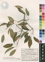 Image result for Ficus ottoniifolia