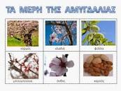 Αποτέλεσμα εικόνας για η αμυγδαλιά φυτό νηπ