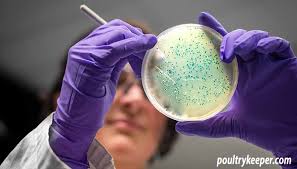Direct contact with chicks, chickens, ducklings, ducks, geese, and turkeys or contact with their environment can make people sick with salmonella you do not want to be rinsing salmonella off your hands and into the kitchen sink, and you don't want to use the kitchen sponge or dishrag either. Salmonella In Backyard Chickens