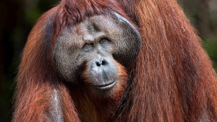 The Three Faces of the Forest: A Journey with Orangutans - SOS – Sumatran Orangutan Society