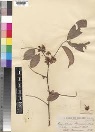 Image result for Anthonotha