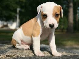 Once he's sat down, give him the treat as a reward. How To Teach A Puppy To Sit Stay And Wait Pethelpful