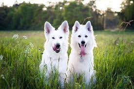 American alsatian or alsatian shepalute is now considered a purebred american dog. White German Shepherd Why The Stunning Is So Confusing Anything German Shepherd