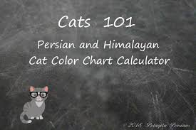 Persian Cat Color Calculator Pelaqita Persian Cats And Kittens