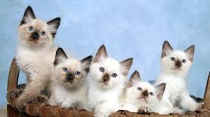 The traditional color points of hypoallergenic: Balinese Cat Hypoallergenic Cats Online