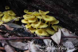 Image result for Voacanga pachyceras