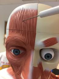 Mentone educational has several models that display the muscles of the torso, but one of our more extensive ones is the anatomical male muscle model. Uncg Bio 271 Torso Model Muscles Flashcards Quizlet