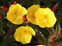 Wiesiolek Roslina Lecznicza I Ozdobna Uprawa I Wlasciwosci Lecznicze Wiesiolka Rosliny Lecznicze Rosliny Ziola