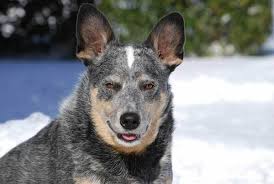 Blue heelers puppies that have not been taught bite inhibition can become adults that bite because of their instinctual nipping behavior. Everything You Need To Know About Blue Heeler Training