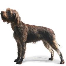 Image result for griffon korthalsův