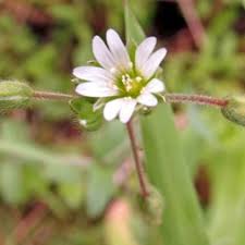 Image result for Caryophyllaceae