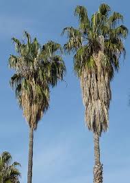 Image result for Washingtonia robusta
