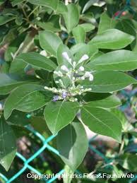 Image result for Vitex trifolia