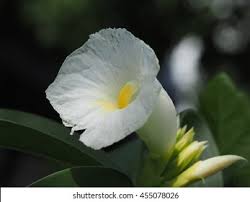 Image result for Costus dubius