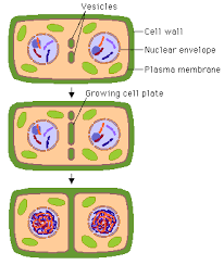 Difference between animal cell and plant cell cytokinesis. How Is Cytokinesis Different In Plant Cells As Compared To Animal Cell Socratic