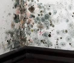 Maybe you would like to learn more about one of these? Mold From Water Damage In Your House