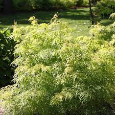 Maybe you would like to learn more about one of these? Sutherland Gold Elderberry Plants For Sale Free Shipping