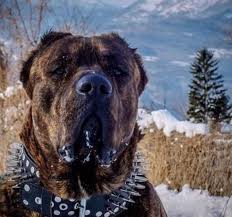 pin by denny griffin on dogs alabai dog kangal dog best dog breeds