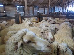 Does shearing hurt the sheep class 7? A Wool Jumper Is Just As Cruel As A Mink Coat The Independent The Independent