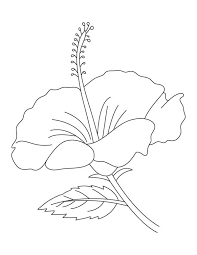 Hibiscus plants are known for their large, colorful flowers. Hibiscus Flower Coloring Page Color Luna