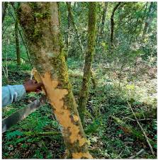 Image result for Cassipourea ndando