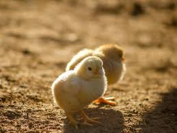 Anak binatang apapun memang selalu terlihat lucu dan menggemaskan, termasuk anak ayam. Memahami Perasaan Anak Ayam Warna Warni Yang Dijual Di Pasar Terminal Mojok