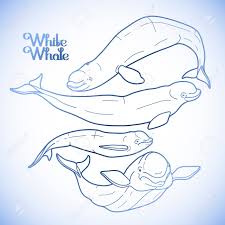 The image used in 682's wiki page is actually part of a image showing off a beached beluga. Graphic Beluga Whale Collection White Whale Sea Creature Isolated Royalty Free Cliparts Vectors And Stock Illustration Image 56287730