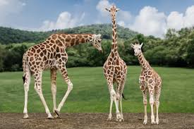 Check spelling or type a new query. Animal Adventure Park Giraffe Care Support