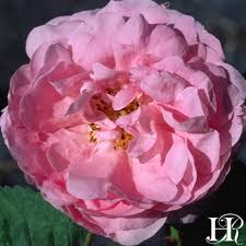 Alibaba.com offers 1,861 cabbage roses products. Cabbage Rose Rose Centifolias Very Fragrant