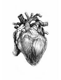 Monochromized Anatomy Art Heart Drawing Heart Art