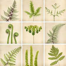 Decorate your laptops, water bottles, notebooks and windows. Pin By Ishani Madawela On Leafy Leaves Botanical Prints Botanical Print Set Fern Prints