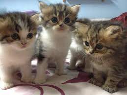 Yang peliknya boleh pulak dia balance berdiri mcm tu. Comelnya Kucing Ni Reaksi Kanak Kanak Ini Menangis Sebab Dapat Kucing Bikin Semua Awhh