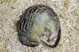 There are two types of squirrel in the uk, the native red squirrel and the grey squirrel. Life Saving Lessons From Hibernating Ground Squirrels Discover Magazine