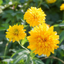 Image result for Rudbeckia laciniata