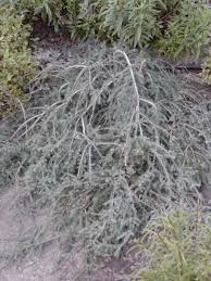 Image result for Melhania prostrata