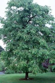 Image result for Diospyros squarrosa