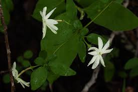 Image result for Jasminum stenolobum