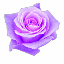 Aesthetic Purple Rose Www Topsimages Com - Aesthetic Purple ...