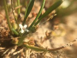 Image result for Limosella grandiflora