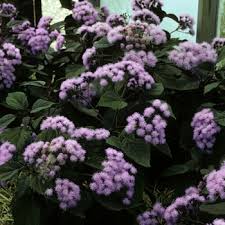 Image result for Bartlettina