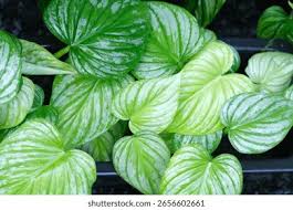 Image result for Tecophilaeaceae