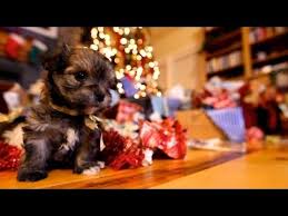 Check spelling or type a new query. Puppy Christmas Youtube
