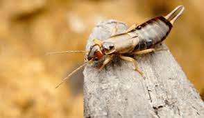 Fort worth pest & termite services provides. Western Exterminating What Is An Earwig