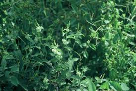 Image result for Tragia brevipes-benthamii-okanyu