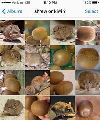 Welcome To The Animal Or Food Object Mega Post Funny Food Memes Food Memes Food Animals